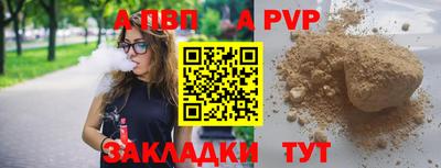 стафф Кингисепп